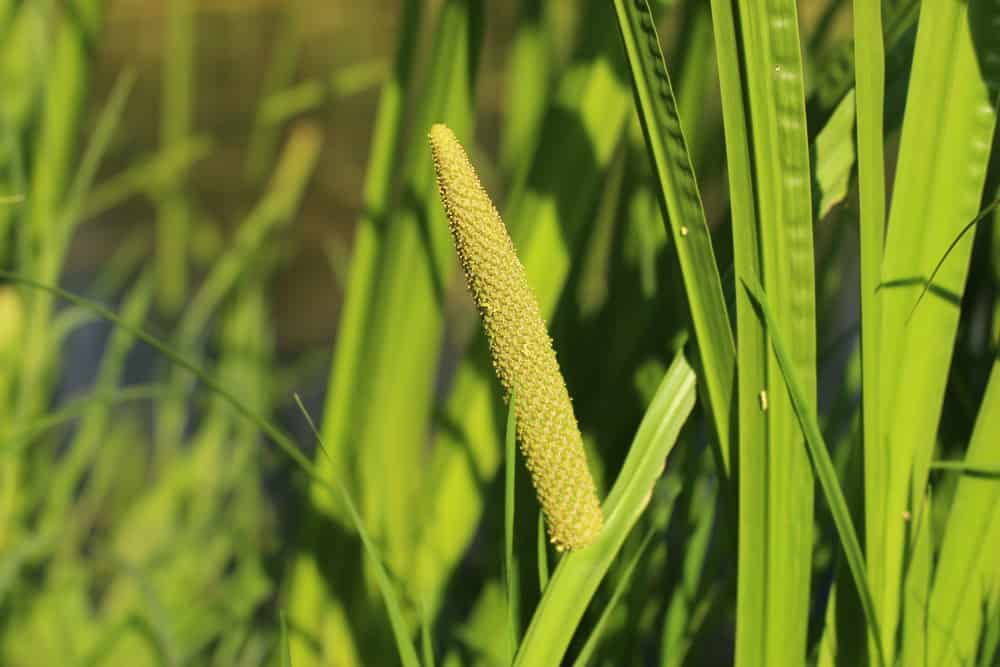 菖蒲