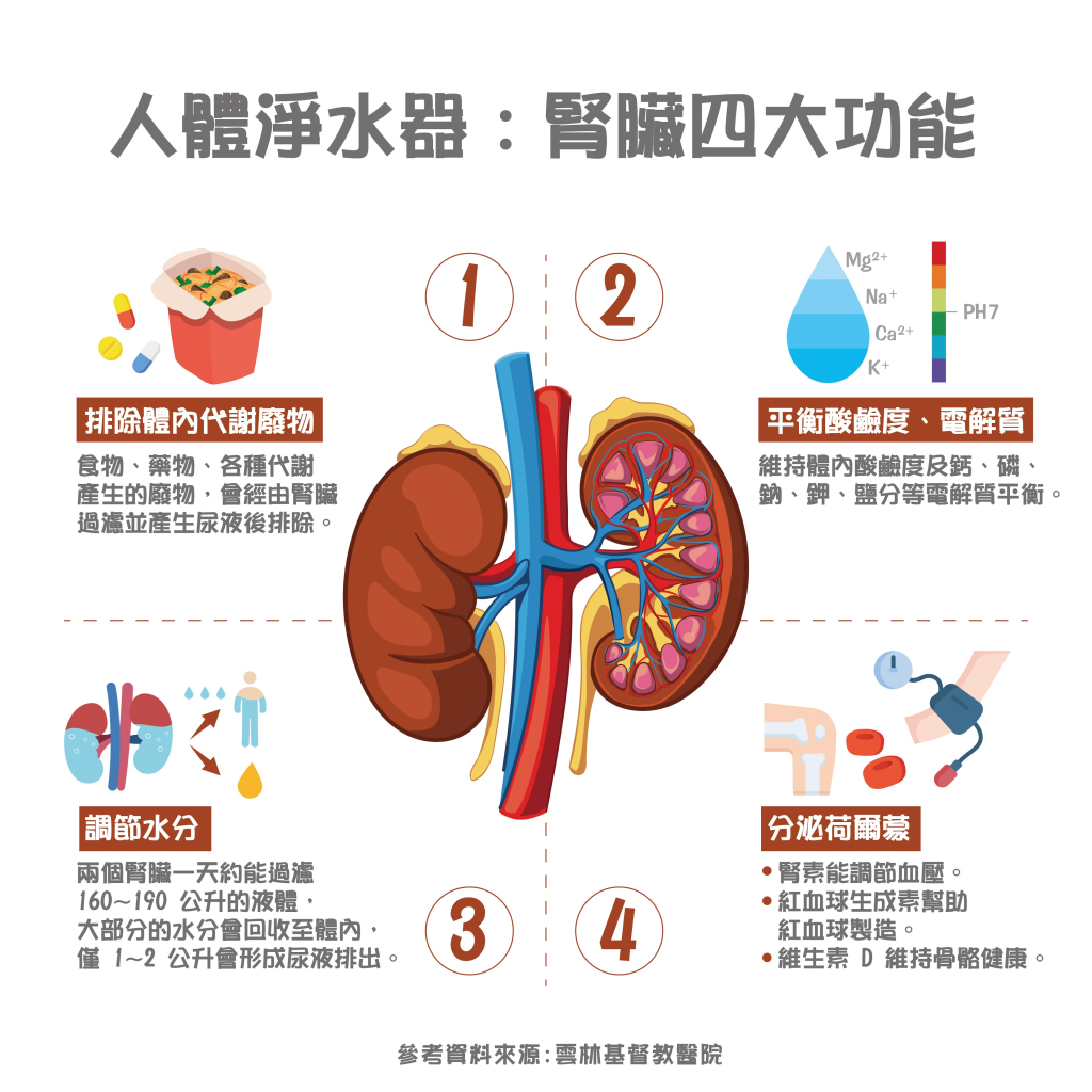 認識腎臟病｜腎臟功能與位置、腎病原因、分期與治療