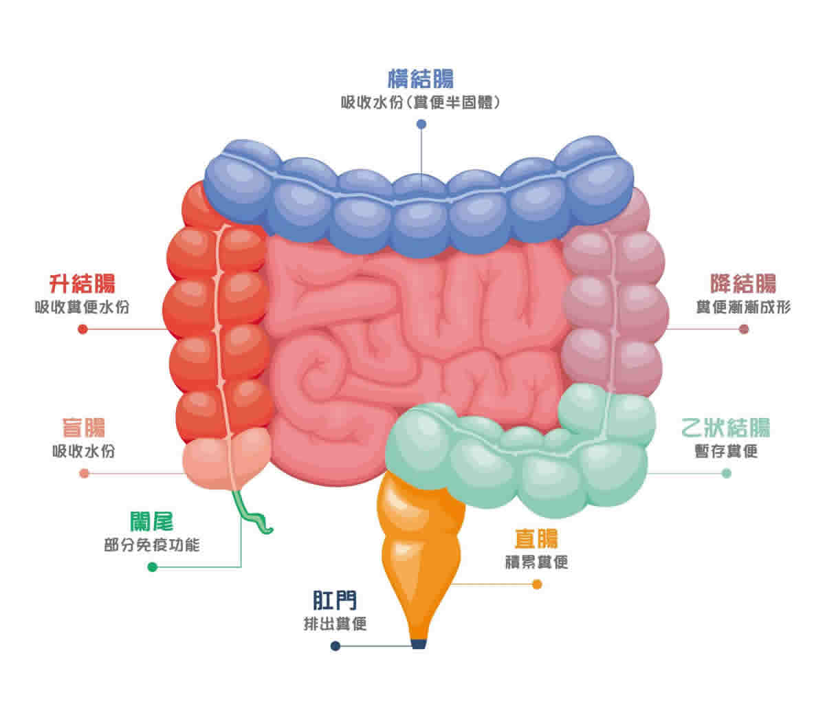 什麼是大腸癌？認識大腸癌原因、症狀、分期、治療