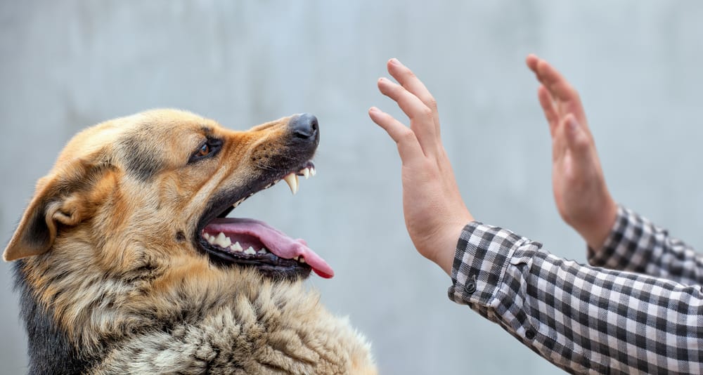 汪星人竟變夢靨？恐犬症不只單純怕狗