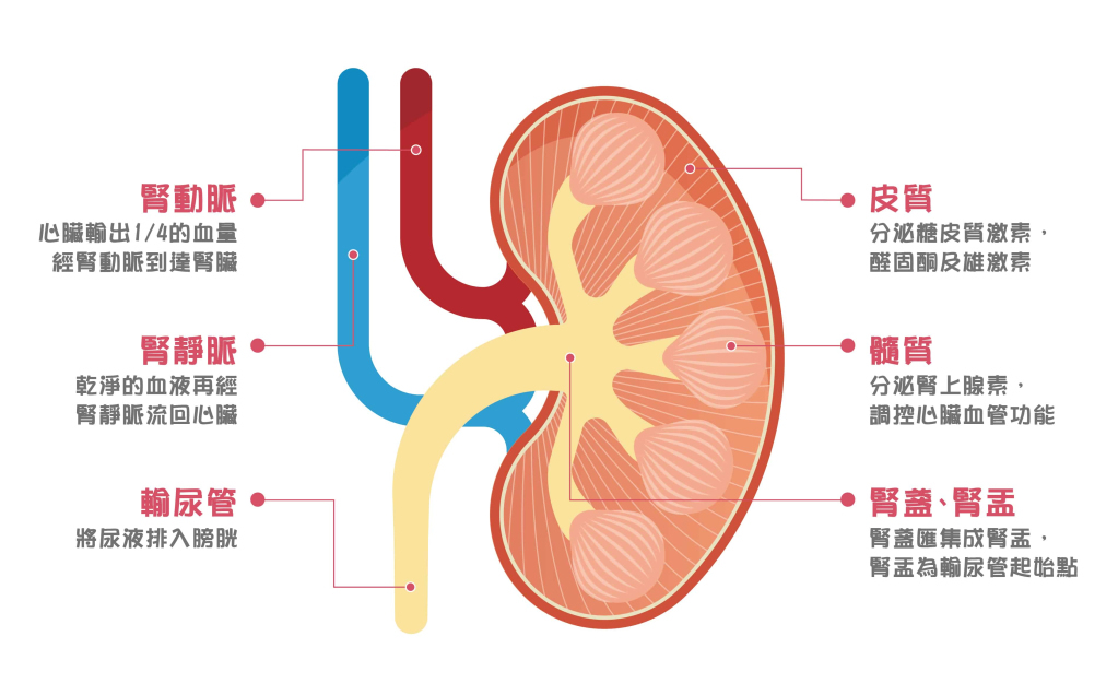 認識腎臟病｜腎臟功能與位置、腎病原因、分期與治療