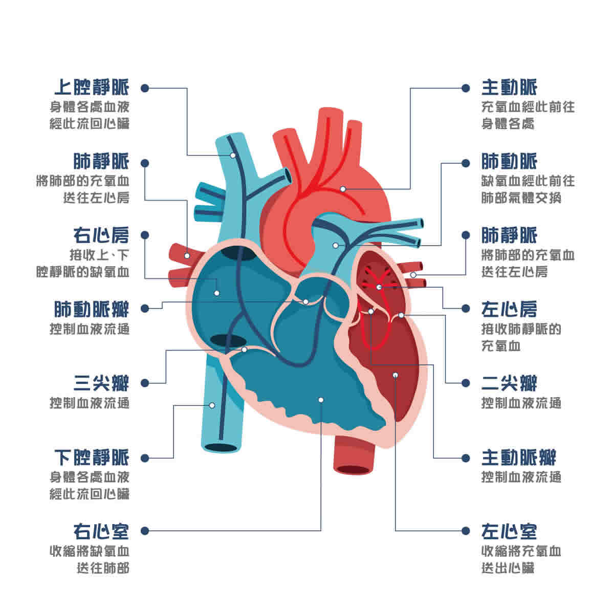 什麼是心悸？了解心悸3原因、心悸不一定心跳快