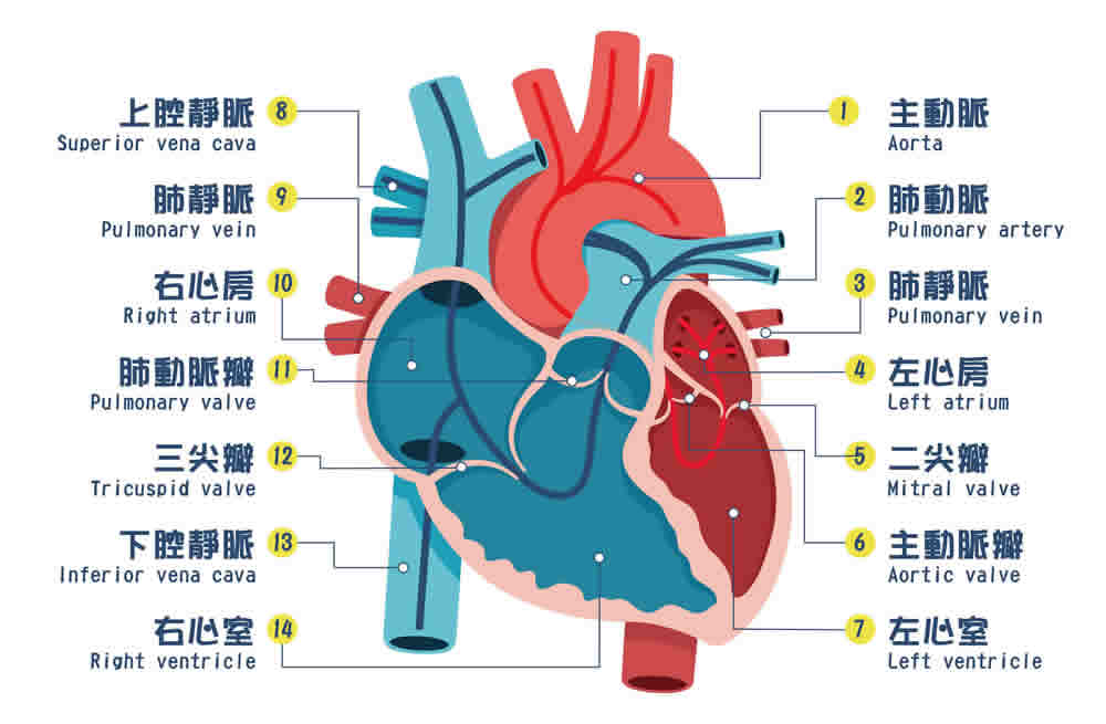 心律不整怎麼辦？心跳不規律的症狀、原因、治療