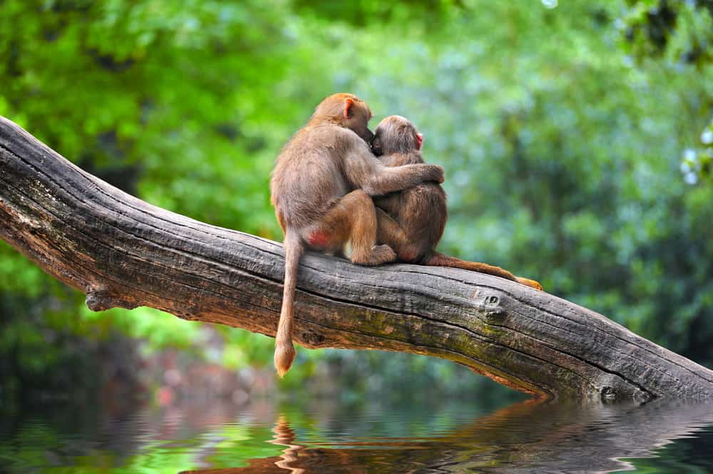 動物世界大學問 從牠們學這3個價值觀