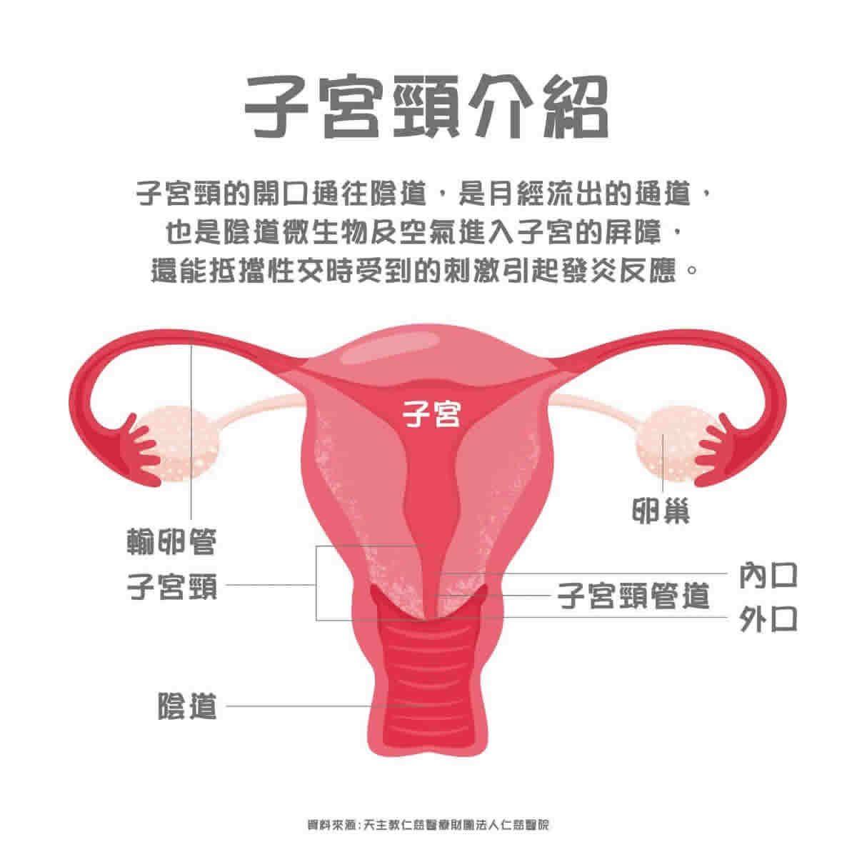 認識子宮頸癌：9成患者曾染HPV　子宮頸癌症狀、治療、風險及存活率