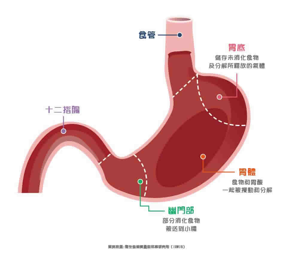 胃癌如何擴散？認識胃功能與胃癌分期方式