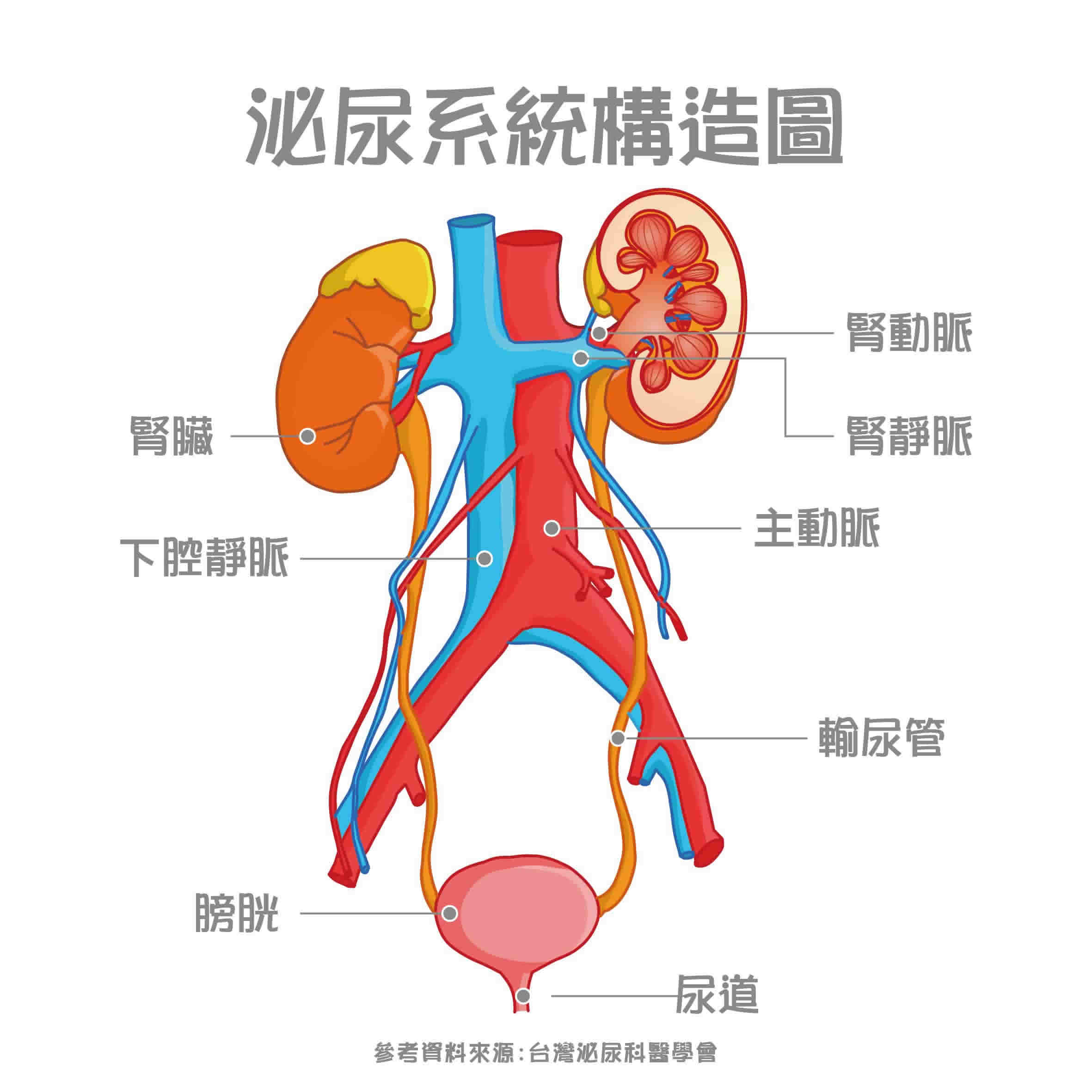 認識泌尿系統：功能構造與常見泌尿疾病