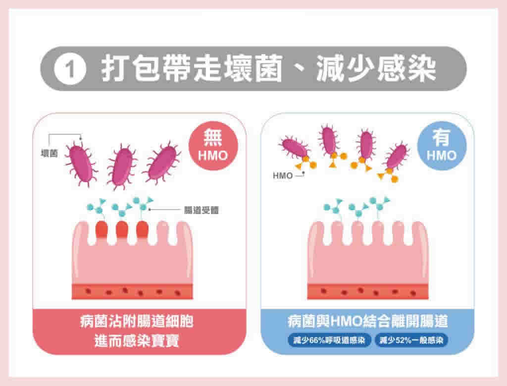 HMO奶粉寶寶不怕脹氣拉肚子！研究證實：HMO母乳寡醣能打造腸道免疫力