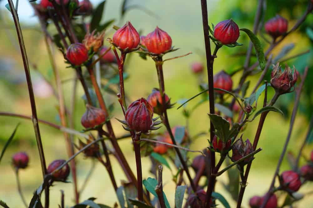 美麗紅寶石：洛神花！降血脂又防癌，你必知的4大洛神花功效