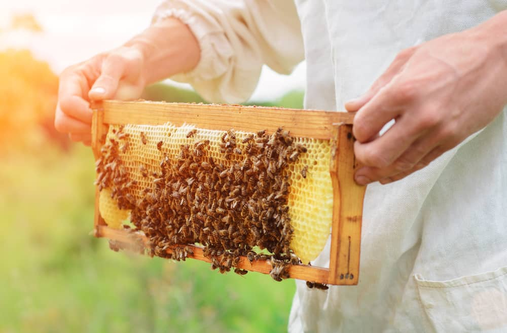 蜂蜜好處、功效多！蜂蜜熱量、禁忌公開，3招分辨真假蜂蜜