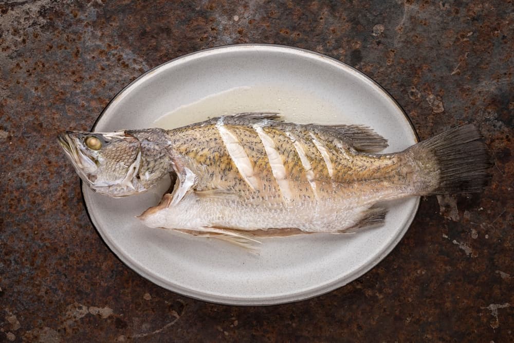 手術後一定要吃鱸魚補傷口！了解鱸魚的營養以及如何料理