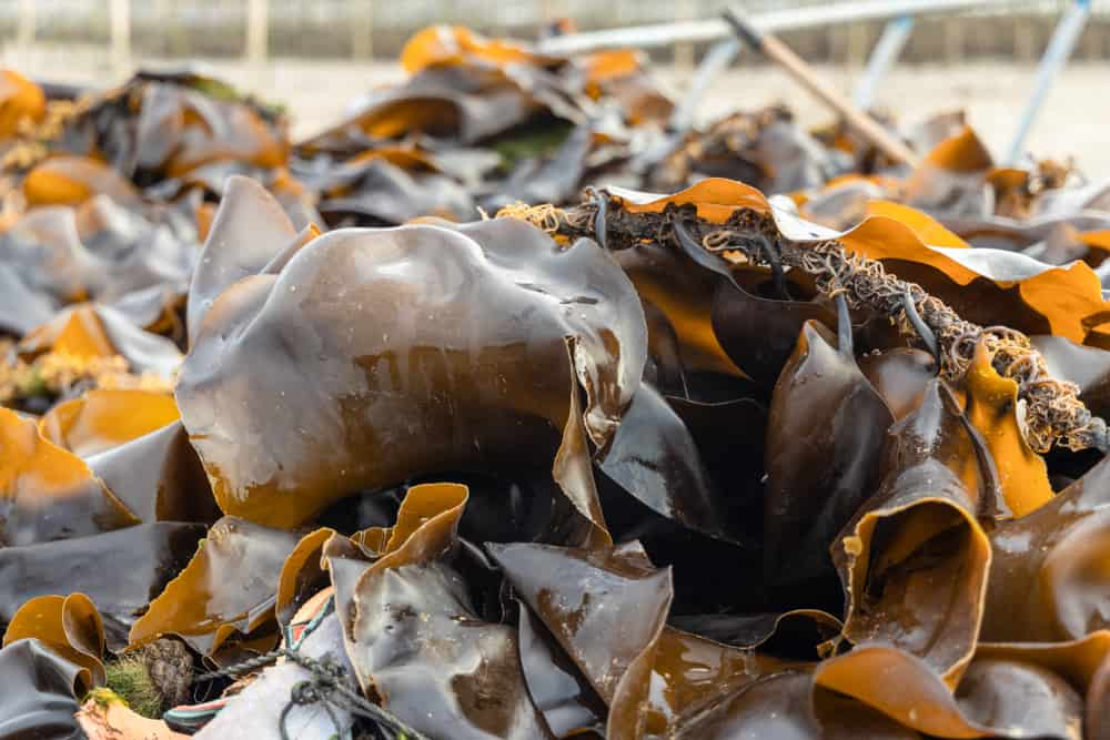 海帶芽、海帶的營養功效？差異在哪？海帶芽、昆布好處盤點