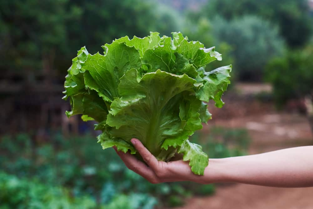 萵苣5大功效：抗癌降血壓好神！2道萵苣健康料理簡單做