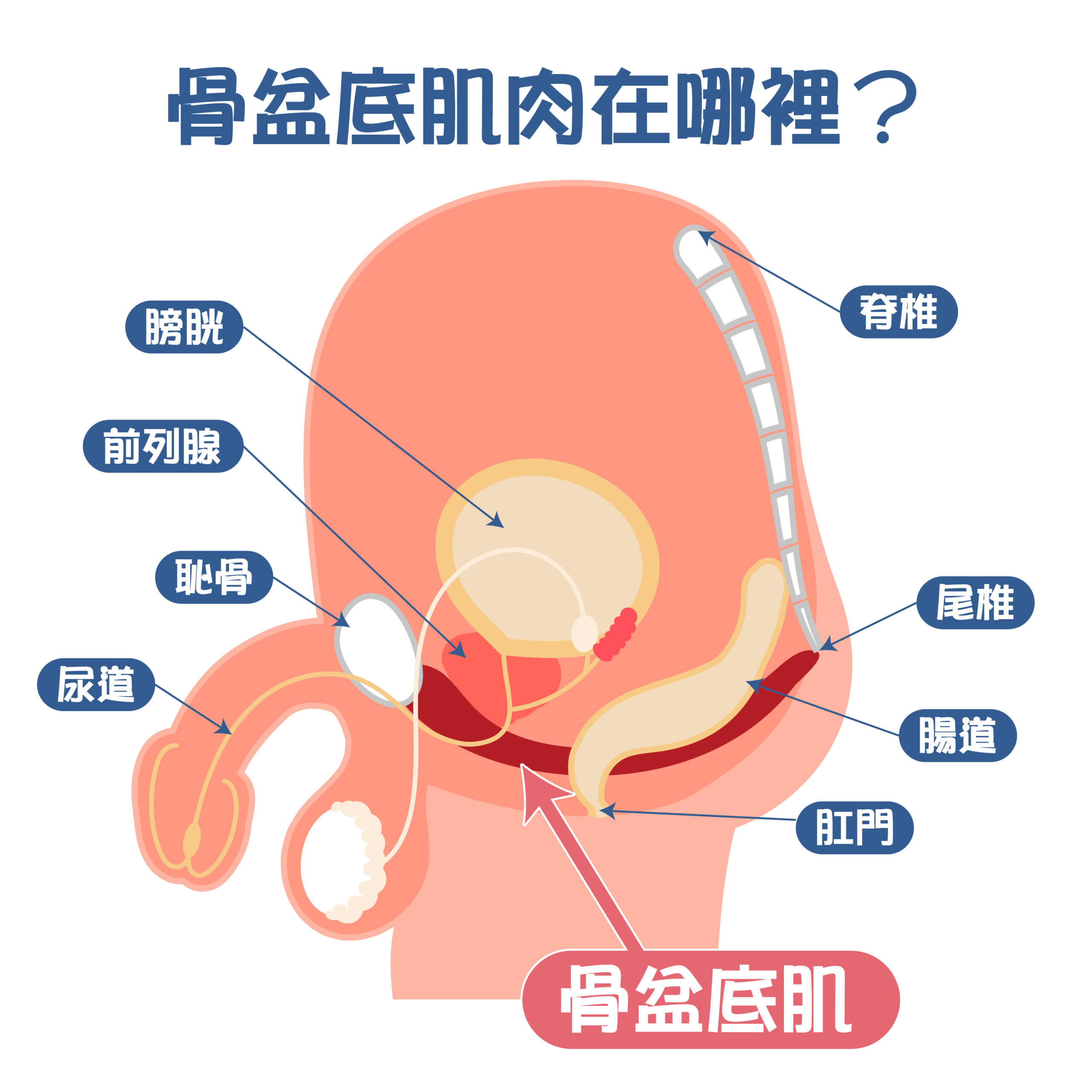 凱格爾運動男生也能做！2招教學訓練骨盆底肌，男性更持久