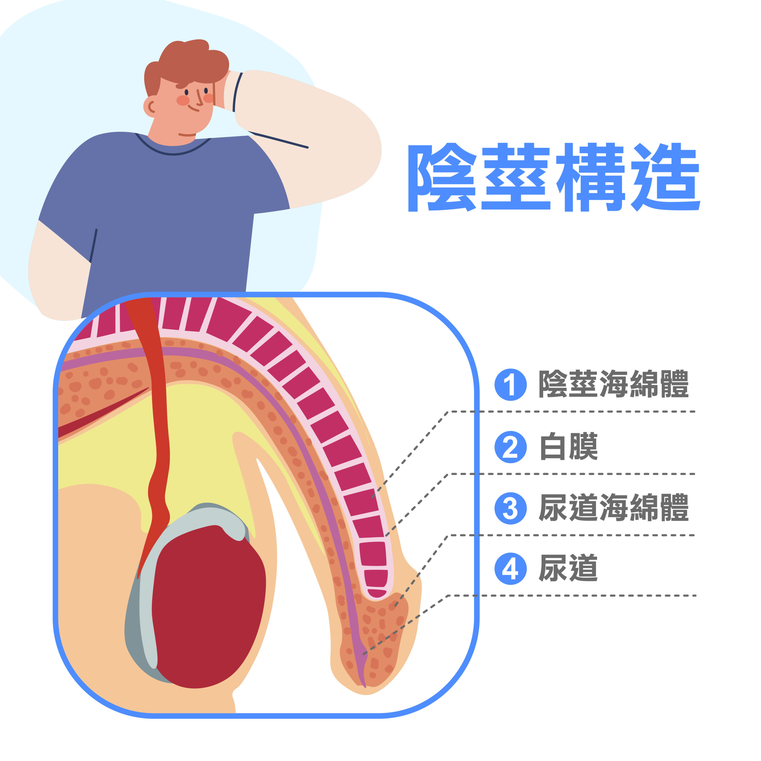 7成男性陰莖是歪的！彎曲超過30度需就醫，治療靠陰莖彎曲矯正術