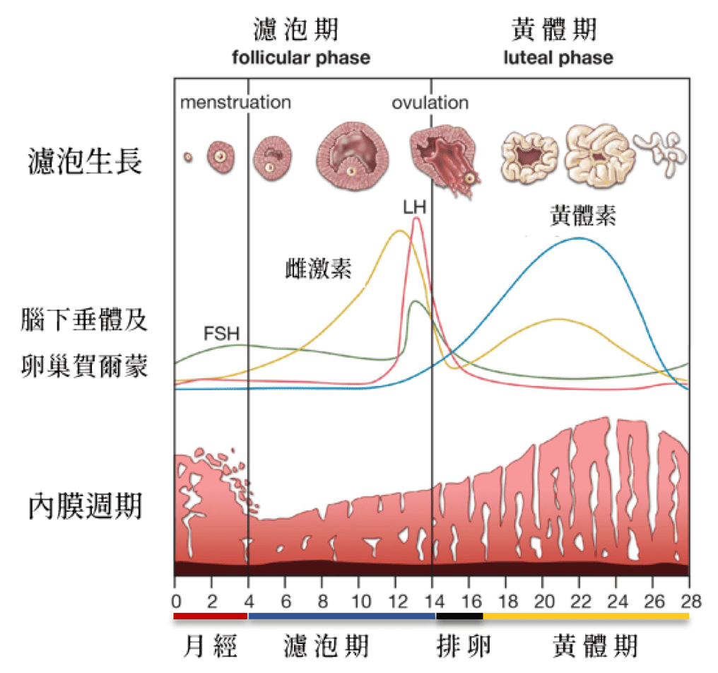 月經不正常必看！何時需要就醫？5大「自我檢測」問題一次看